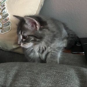 Meet your Posher, Nancy